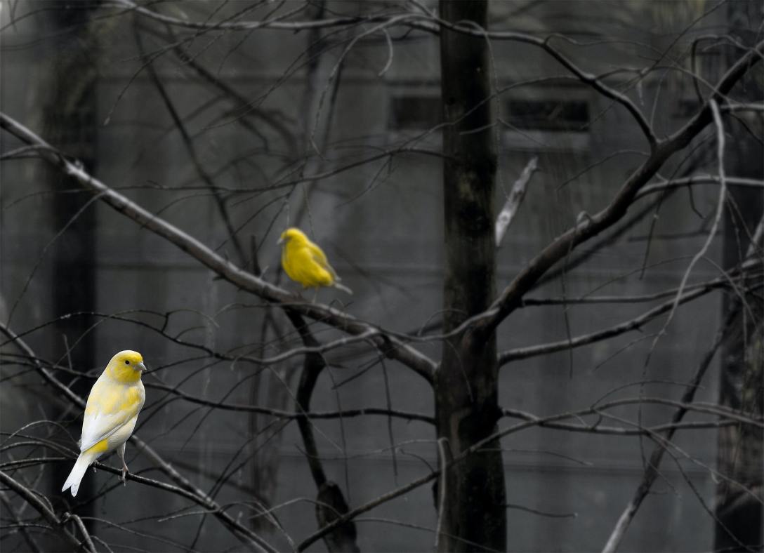 A very gray photo of a bare tree against a gray building. Two bright yellow birds perch in the tree, providing great contrast. Photo by Andreas on Unsplash.